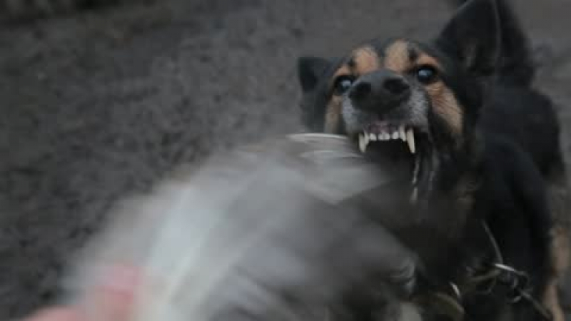 Сигнал до БЛИЦ: Свирепа глутница кучета напада хора в столичен квартал!