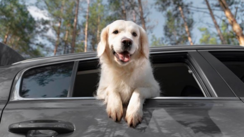 Важни мерки: Ето как да пътувате безопасно с животни в автомобила