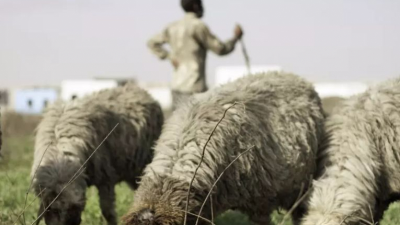 Лъжливото овчарче Наско го загази здраво 
