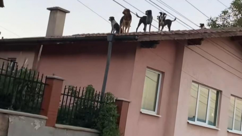 Всички полудяха по тези 4 кучета от Перник, ето защо СНИМКИ