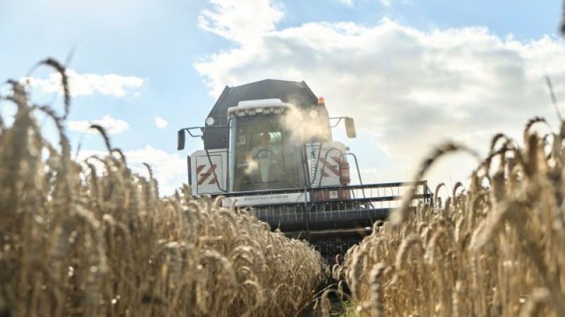 Ето какво е влиянието на руската пшеница върху международните цени