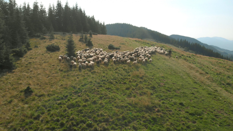 За смях или за плач: Стадо овце пасе на полянка, след броени часове се оказаха...