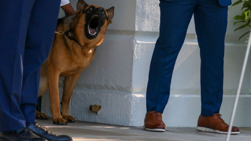 Взеха тежко решение за кучето на Байдън, нахапало 11 души от Сикрет сървис 