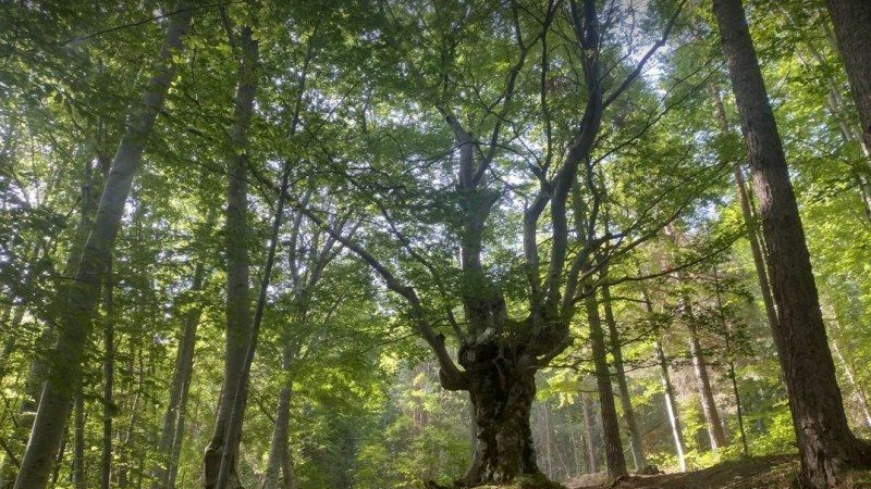 Лек маршрут през гората край Пловдив примамва с неочаквана красота 