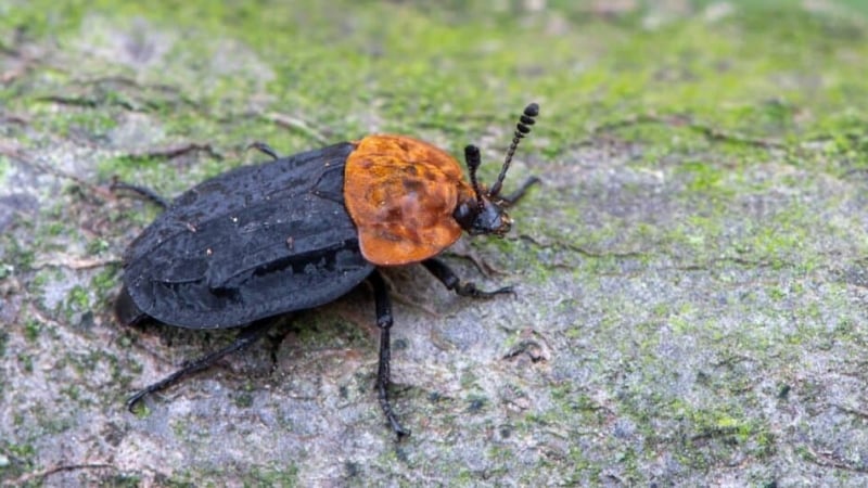 Цял свят се ужаси от този бръмбар и с какво се храни той 