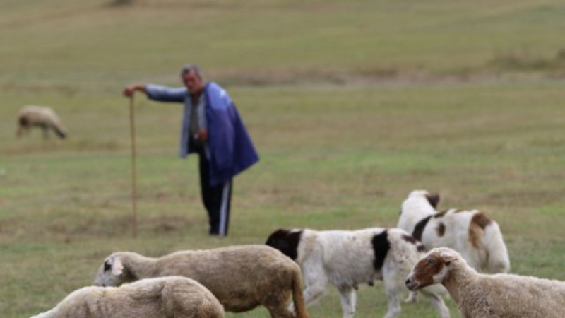 Пастир се натъкна на нещо много зловещо в местността Колибин дол 