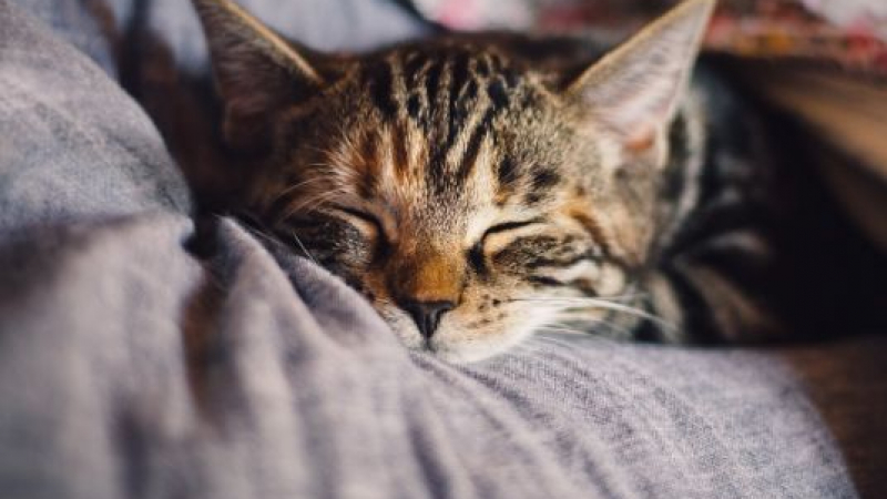 Митични обяснения: Ето защо понякога котето лежи върху собственика си!