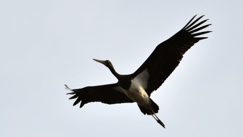 Прокоба или на късмет: Рядка двойка птици долетя в Разградско СНИМКИ 