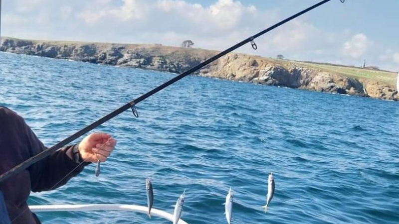 Рибари от Царево и Ахтопол удариха кьоравото с туруци, а останалите се молят за слука
