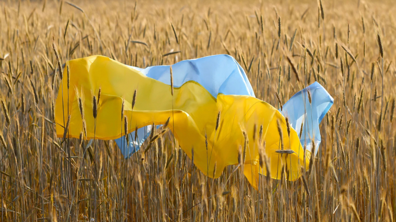 Зърнопроизводители бият тревожни камбани: Украински слънчоглед се внася у нас като румънски