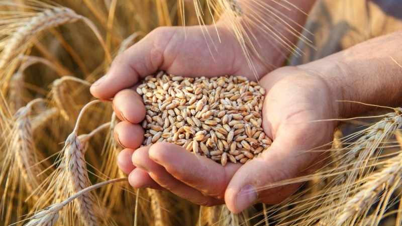 От фермерския съюз с голяма новина за българската пшеница 
