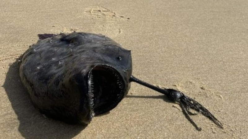 Страшно чудовище със стъклени зъби изплува на плаж на най-черната дата СНИМКИ