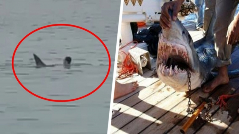Ужасяващо: Издирват тялото на сърфист, нападнат от акула 