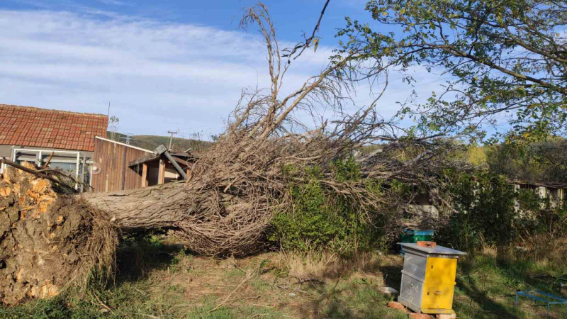 Ураганът изтръгна това чудовищно дърво в Кошарица СНИМКИ