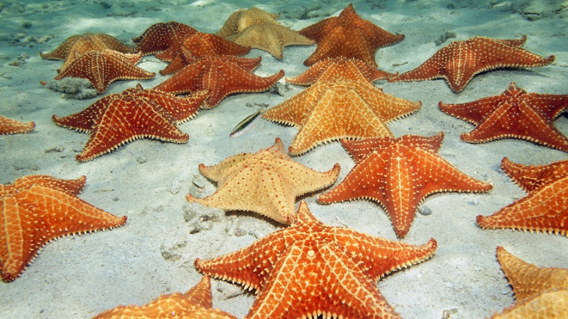 Шокираща хипотеза за морските звезди 