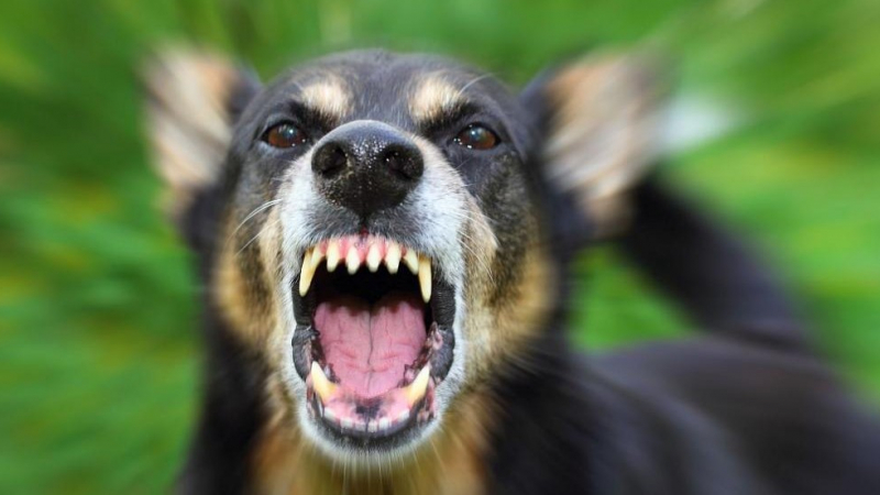 Озверял домашен пес наръфа жестоко лицето на 4-г. момиченце в Кюстендил СНИМКА 18+
