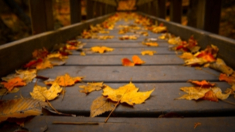 Ефектът ОПОС: Какво се случва с есенните листа?