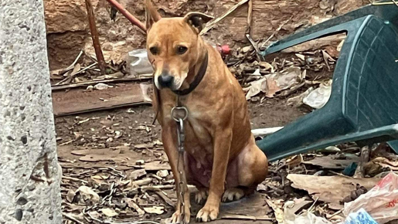 Кучешки живот: Тази история от Пазарджик ще ви скъса сърцето