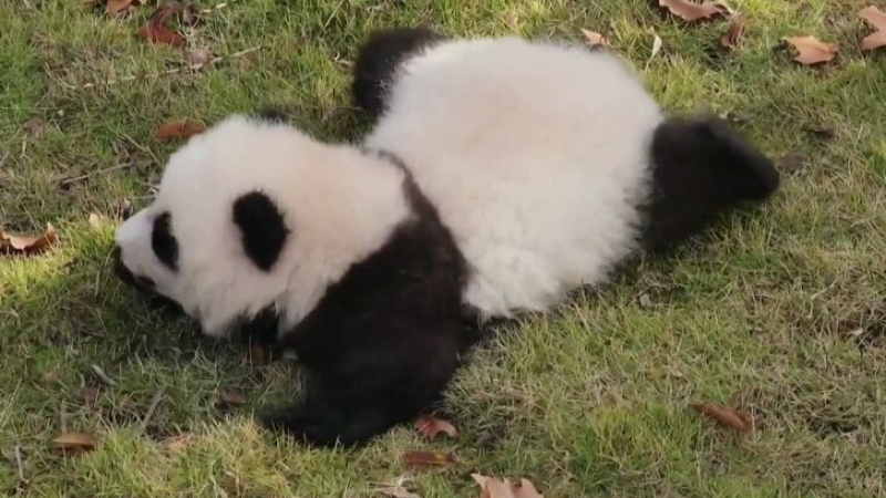 Тази малка панда разтопи целия свят ВИДЕО