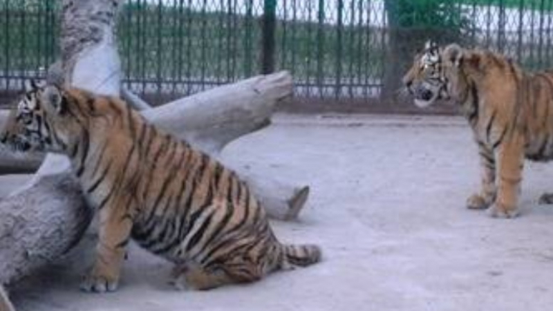Тигри разкъсаха мъж в зоопарк, разследването установи, че...