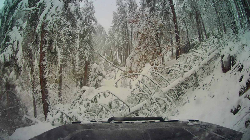 Дебел сняг и паднали дървета парализираха села - ето кой ги спаси СНИМКИ