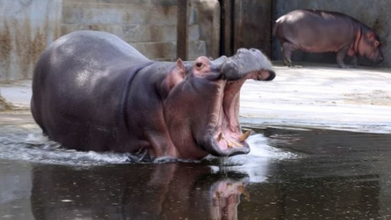 Хипопотам разкъса на парчета пазач в зоопарк и нарани колегата му