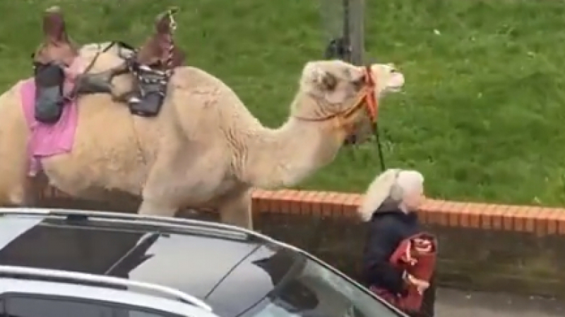 Това не се вижда всеки ден - жена разходи... камилата си в квартала ВИДЕО
