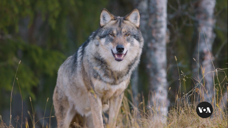 Великолепните сиви вълци се завръщат в Тюлери, Калифорния ВИДЕО