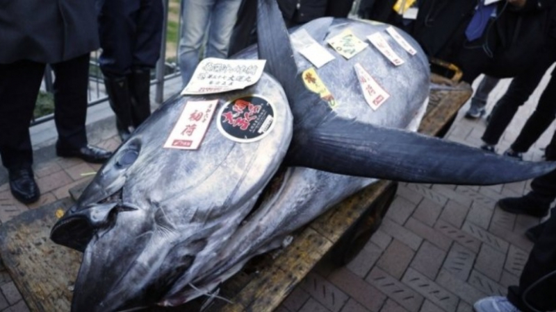 Невероятен улов: Огромна 238-килограмова риба беше продадена за $800 хиляди СНИМКИ