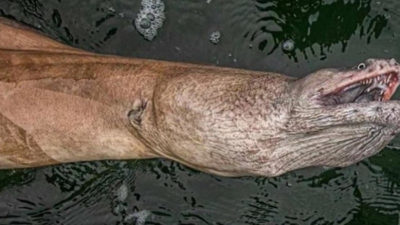 Рибар извади огромно чудовище със страховити зъби СНИМКИ