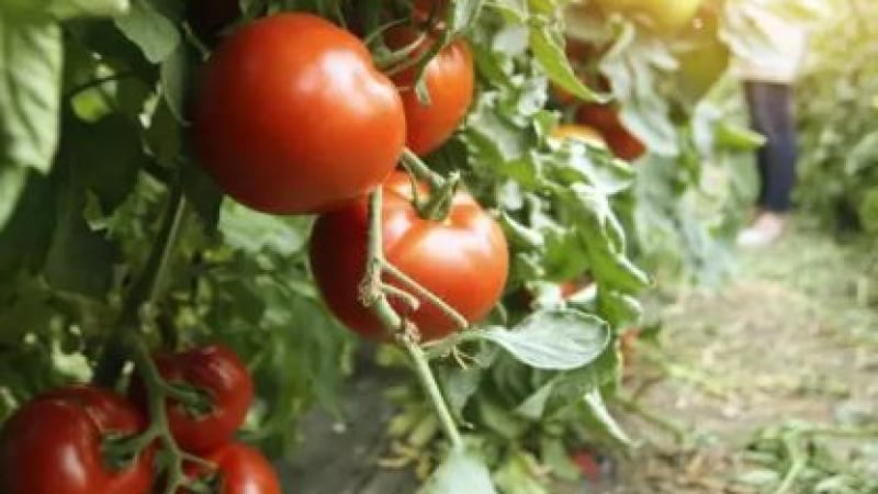 Богата реколта: Ще берете и ядете яко домати, ако направите това с почвата