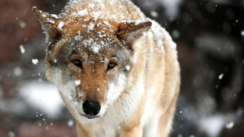 Вълци със смъртоносен зомби вирус нападнаха хора, заразиха ги