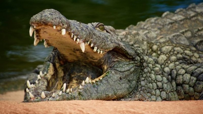 Ужасяващо: Крокодили разкъсаха и изядоха свещеник, докато се молеше