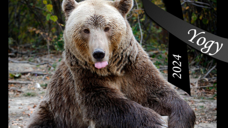 Почина Йоги – втората най-стара мечка в света