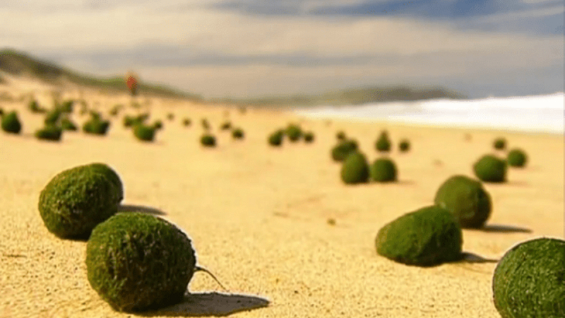 Мистериозни зелени топки всяха смут на остров