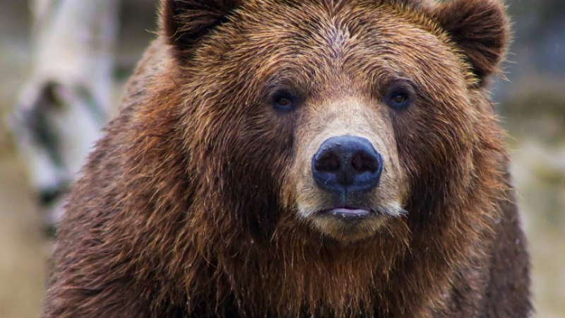 Известен мечок уби мъж при инцидент ВИДЕО