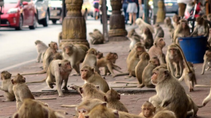 Хиляди маймуни завладяха популярен туристически град, плячкосват домове и магазини ВИДЕО