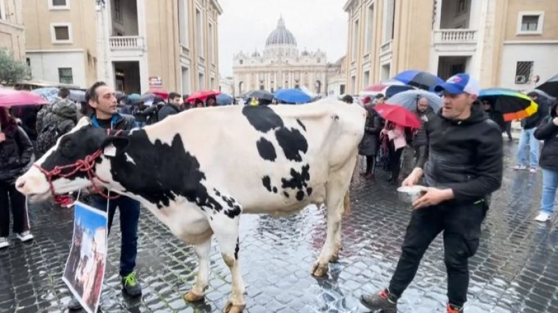Фермери вкараха крава във Ватикана и пред очите на всички... СНИМКИ