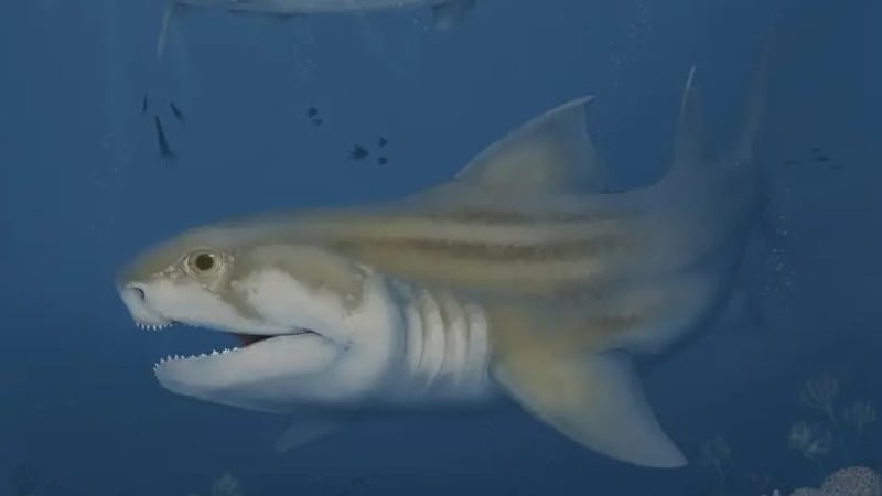 Откриха уникална акула със смъртоносни зъби, надживяла динозаврите 