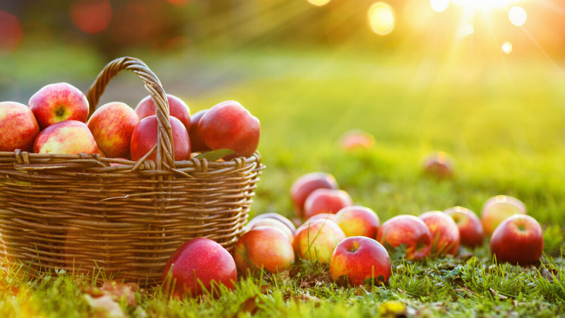 По колко ябълки да хапваме на ден за здрав стомах и сърце?