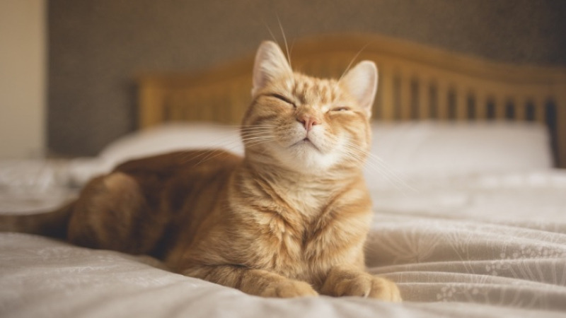 Котка неочаквано зарази своя собственик със смъртоносна болест