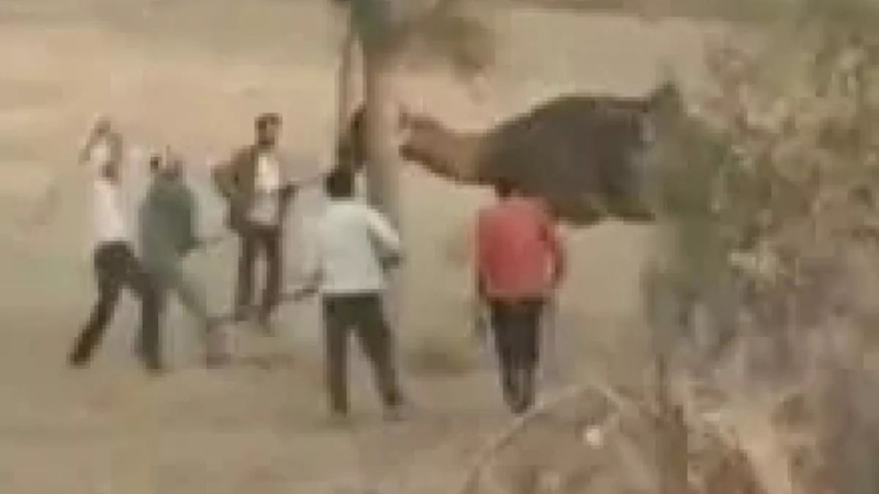 Разярена камила отхапа главата на собственика си, застигна я жестоко отмъщение ВИДЕО 18+