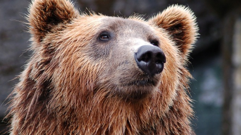 Гладна мечка родопски села тероризира, ето какво искат местните 