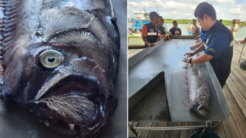 Рибари уловиха рядка риба, която предвещава бедствие