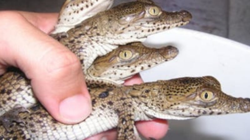 ВИДЕО: Острогърби крокодили се размножават в американска атомна централа 