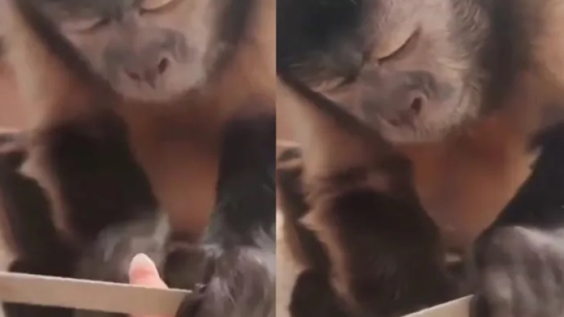 Маймуна, която прави маникюр, възхити интернет ВИДЕО