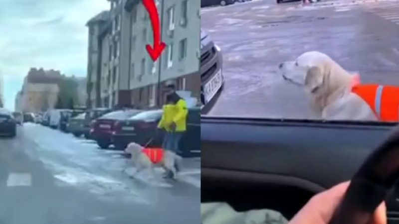 Верен приятел: Куче водач помага на собственика си да пресече, предупреждавайки колите ВИДЕО