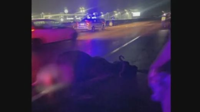 Нелепа катастрофа с бивол в София, колата е за скрап СНИМКИ