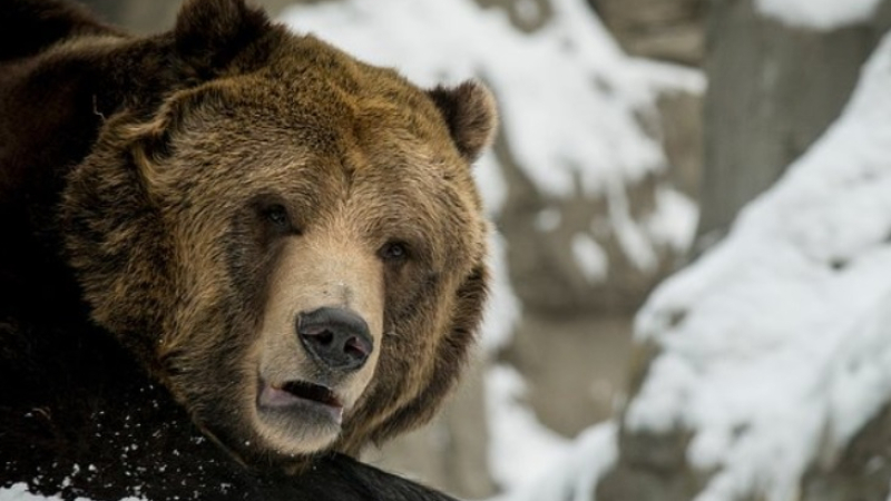 Мъж оцеля след като намери слабо място в мечка, която го нападна брутално СНИМКИ