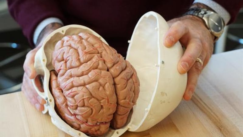 Човешкият мозък порасна много за няколко десетилетия, какво се случва 